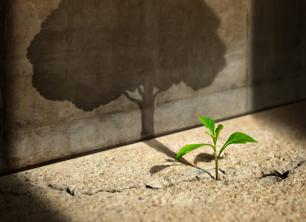 2024 business goals, Big Tree Shadow on the Concrete Wall